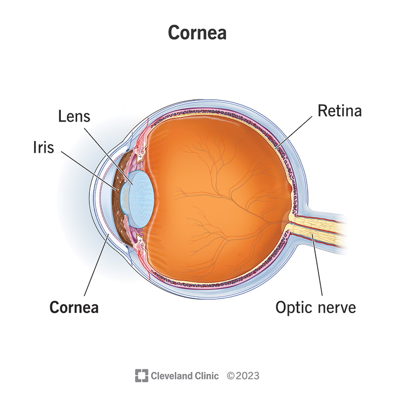 Cornea