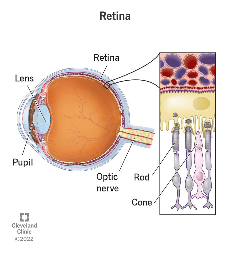 Retina