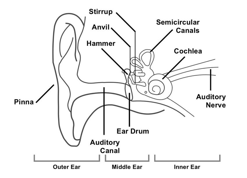 Human ear label diagram