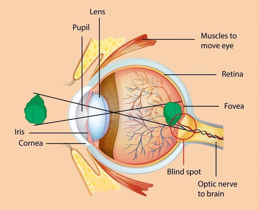 Human eye label diagram