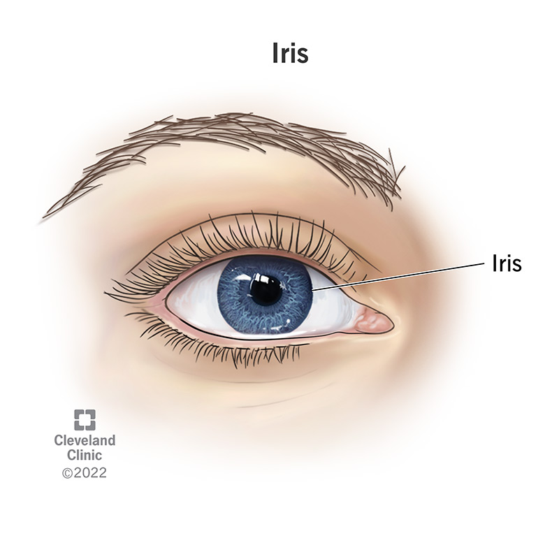 Iris