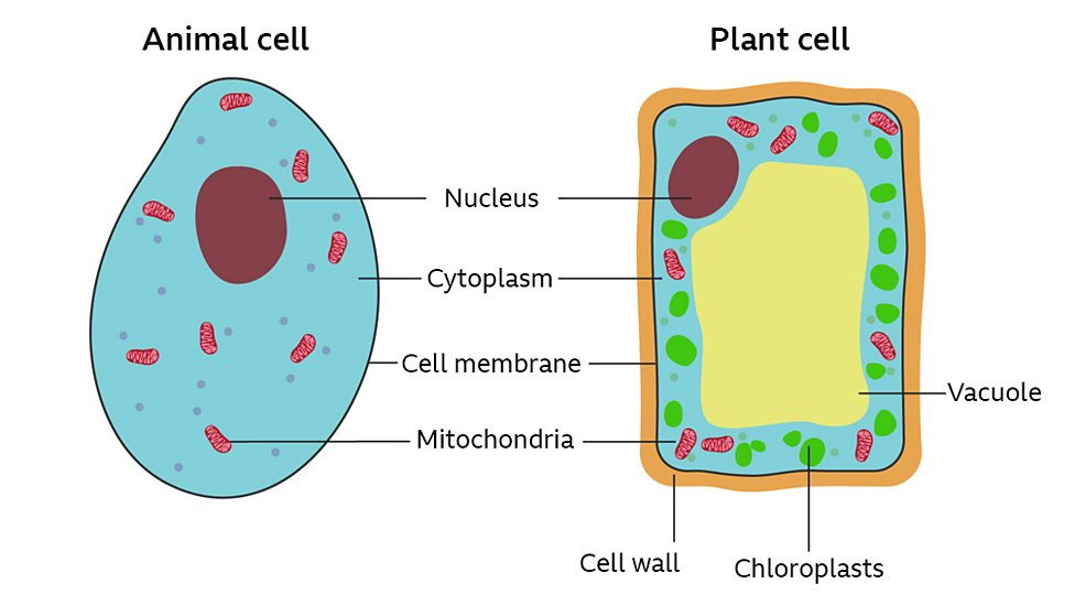 Plant cells and animals cells organelles